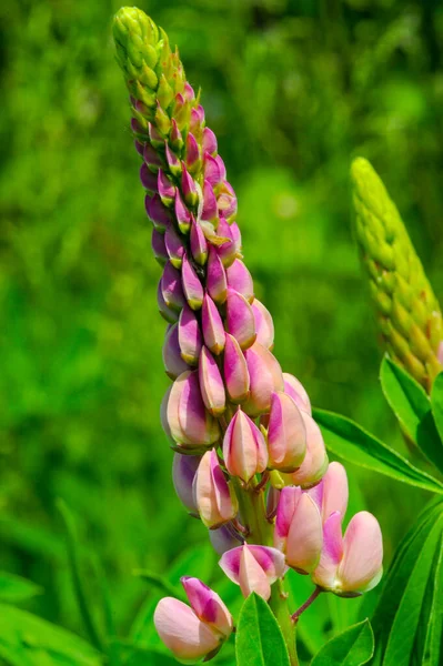 红豆杉 Lupinus 通常被称为红豆杉 Lupin 或红豆杉 Lupine 是豆科植物中的一种 在美洲有多样化的中心 它们作为食物来源被广泛栽培 — 图库照片