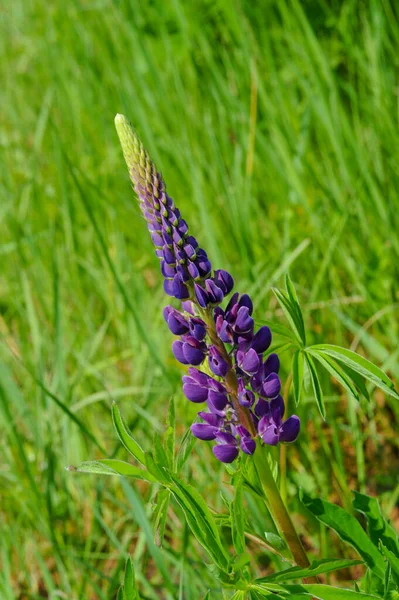 Lupinus Género Botânico Pertencente Família Fabaceae Com Centros Diversidade Nas — Fotografia de Stock