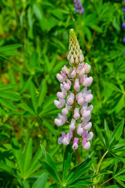 红豆杉 Lupinus 通常被称为红豆杉 Lupin 或红豆杉 Lupine 是豆科植物中的一种 在美洲有多样化的中心 它们作为食物来源被广泛栽培 — 图库照片