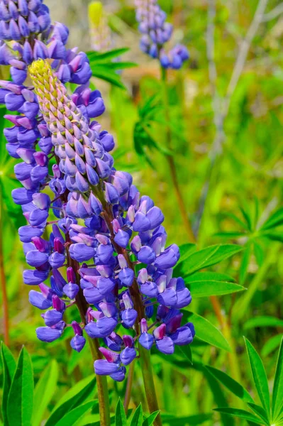 Lupinus Género Botânico Pertencente Família Fabaceae Com Centros Diversidade Nas — Fotografia de Stock