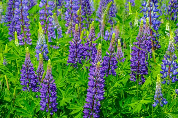 红豆杉 Lupinus 通常被称为红豆杉 Lupin 或红豆杉 Lupine 是豆科植物中的一种 在美洲有多样化的中心 它们作为食物来源被广泛栽培 — 图库照片