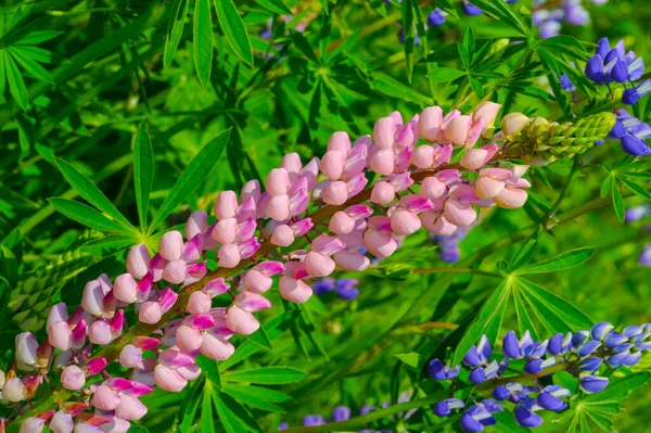 ルピナス Lupinus 一般的にルピンまたはルピンとして知られており マメ科のFabaceaeの開花植物の属です アメリカの多様性センターです 食料源として広く栽培されている — ストック写真