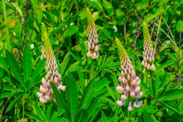 Lupinus Género Plantas Con Flores Perteneciente Familia Fabaceae Con Centros —  Fotos de Stock