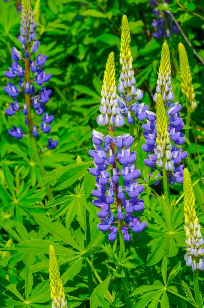 Lupinus Género Plantas Con Flores Perteneciente Familia Fabaceae Con Centros — Foto de Stock