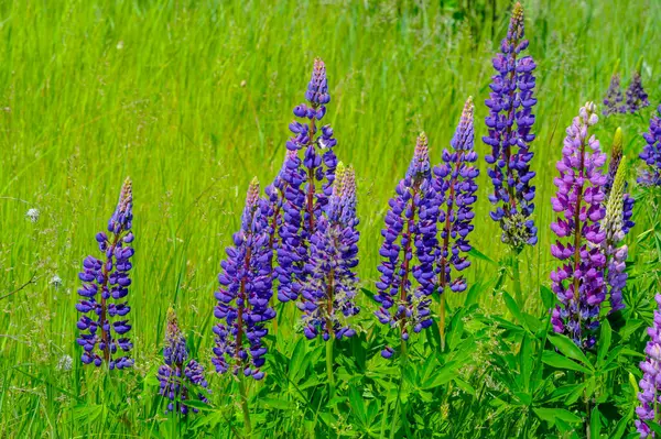 红豆杉 Lupinus 通常被称为红豆杉 Lupin 或红豆杉 Lupine 是豆科植物中的一种 在美洲有多样化的中心 它们作为食物来源被广泛栽培 — 图库照片