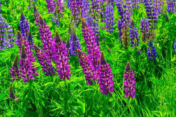 红豆杉 Lupinus 通常被称为红豆杉 Lupin 或红豆杉 Lupine 是豆科植物中的一种 在美洲有多样化的中心 它们作为食物来源被广泛栽培 — 图库照片