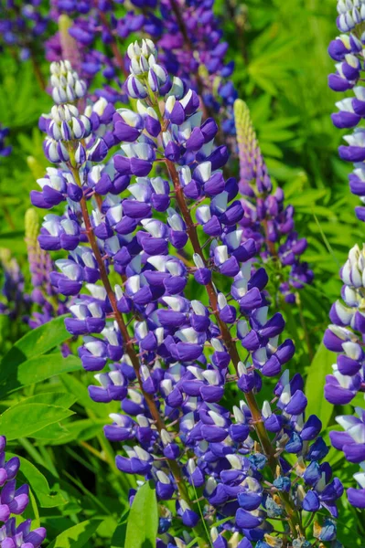 Lupinus Commonly Known Lupin Lupine Genus Flowering Plants Legume Family — Stock Photo, Image