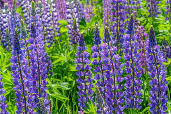 Lupinus Género Botânico Pertencente Família Fabaceae Com Centros Diversidade Nas — Fotografia de Stock