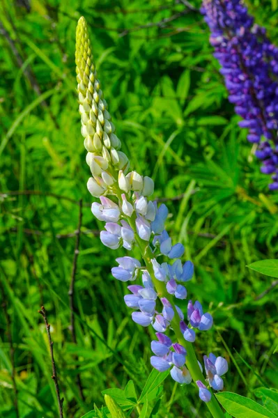 Lupinus Een Geslacht Uit Peulvruchten Fabaceae Met Diversiteitscentra Amerika Worden — Stockfoto