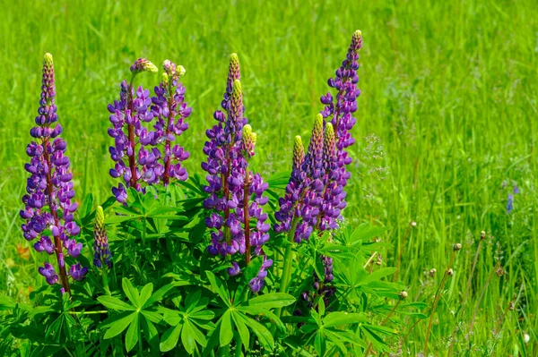 红豆杉 Lupinus 通常被称为红豆杉 Lupin 或红豆杉 Lupine 是豆科植物中的一种 在美洲有多样化的中心 它们作为食物来源被广泛栽培 — 图库照片