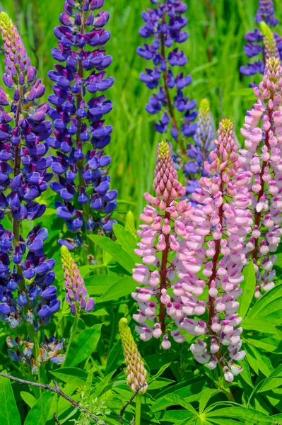 Lupinus Género Plantas Con Flores Perteneciente Familia Fabaceae Con Centros — Foto de Stock