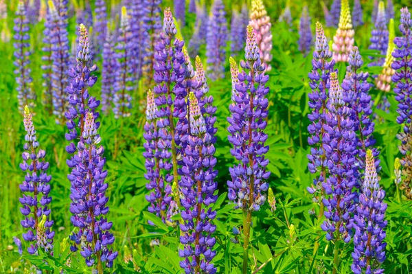 红豆杉 Lupinus 通常被称为红豆杉 Lupin 或红豆杉 Lupine 是豆科植物中的一种 在美洲有多样化的中心 它们作为食物来源被广泛栽培 — 图库照片