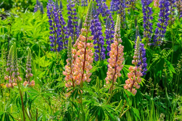 Lupinus Lupin Lupine Fabaceae 식물의 속이다 미국의 다양성 센터와 말이죠 — 스톡 사진