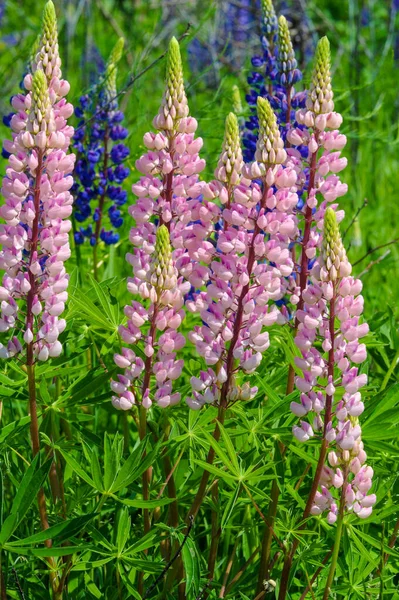 红豆杉 Lupinus 通常被称为红豆杉 Lupin 或红豆杉 Lupine 是豆科植物中的一种 在美洲有多样化的中心 它们作为食物来源被广泛栽培 — 图库照片