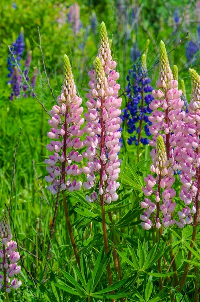 Lupinus Obecně Známý Jako Lupin Nebo Vlčí Borovice Rod Kvetoucích — Stock fotografie