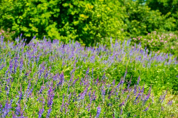 Vicia Cracca Ervilhaca Tufada Ervilhaca Vaca Ervilhaca Pássaro Ervilhaca Azul — Fotografia de Stock