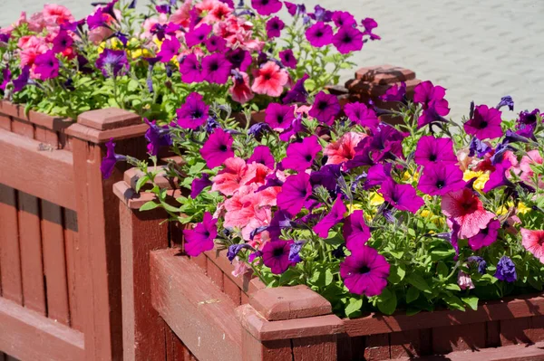 stock image Petunia a plant of the nightshade family with brightly colored funnel-shaped flowers. Native to tropical America, it has been widely developed as an ornamental hybrid, with numerous varieties.