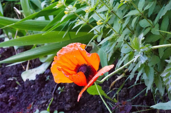 Papaver has medicinal properties. Stems contain latex milk, latex in opium poppy Papaver somniferum contains several narcotic alkaloids, including morphine and codeine. Poppy seeds baking and cooking