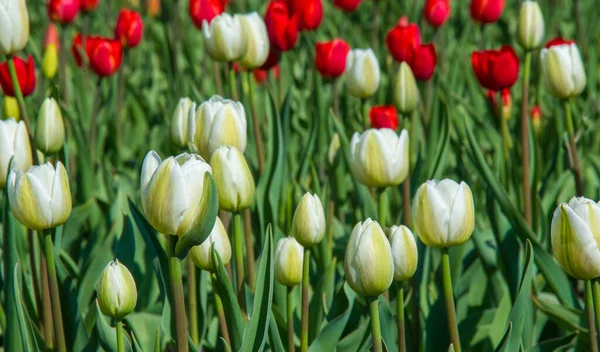 Tulipas Tulipa Formam Gênero Geófitos Bolhosos Herbáceos Perenes Com Flores — Fotografia de Stock