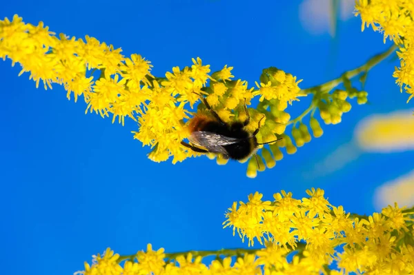 Kwiat Saltago Powszechnie Nazywany Złotym Drzewem Pochodzi Ameryki Północnej Tym — Zdjęcie stockowe