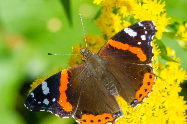 Solidago Vanligen Kallad Guldstavar Används Traditionell Njure Tonic Utövare Växtbaserade — Stockfoto