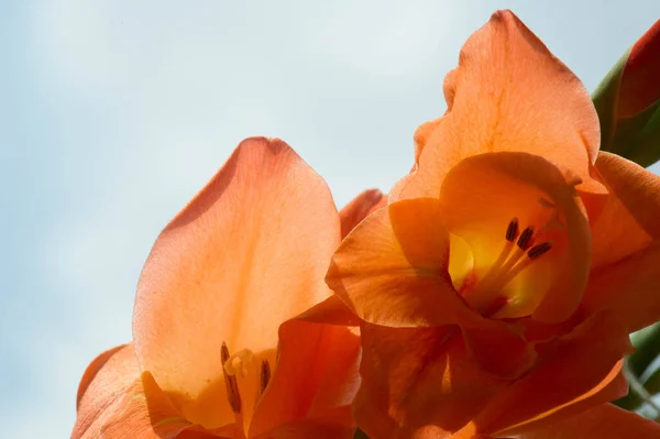 Gladiolus Latin Diminutive Gladiu Sword Genus Perennial Cormous Flowering Plants — Stock Photo, Image