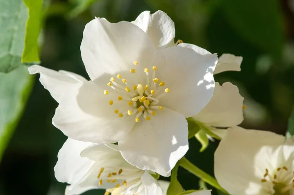 Philadelphus Named Mock Orange Reference Flowers Which Wild Species Look — Stock Photo, Image