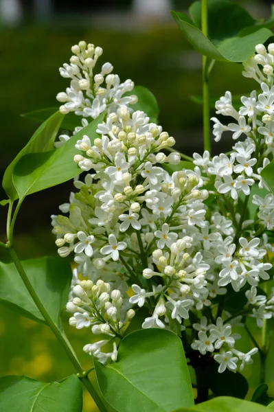 Syringa Lilac Flowering Tree Olive Family Oleaceae Which Grows Forests Stock Picture
