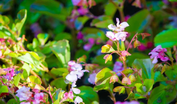 Begonia is a genus of perennial flowering plants of the Begonian family. Begonias are native to a humid subtropical and tropical climate. Some species are usually grown indoors as indoor plants. — Stock Image Begonia Genus Perennial Flowering Plants Begonian Family Begonias Native Humid Stock Picture