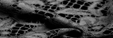 Doku, arkaplan, desen, siyah dantel kumaş, kabartmalı dantel kumaş, her iki tarafında da istiridye var. Projeleriniz için uygun, tasarım, vs..