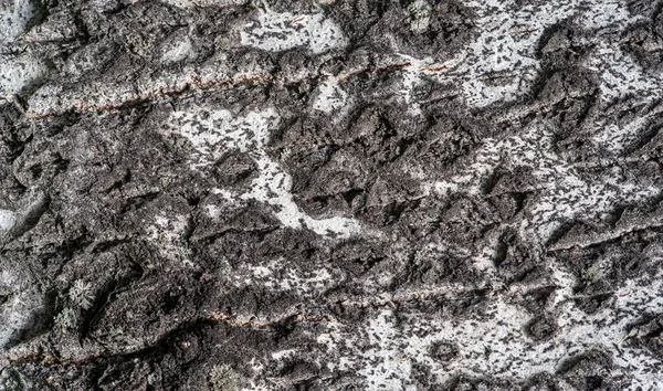 Padrão Textura Fundo Casca Árvore Álamo — Fotografia de Stock