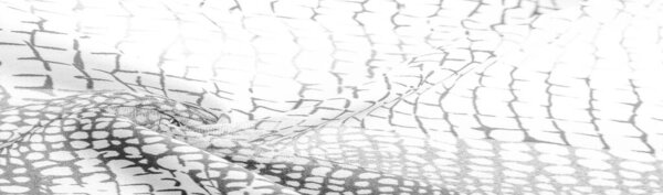 Texture. Background. Template. python skin silk fabric, white and black pattern, african theme, fark, sable, ebon, smutty