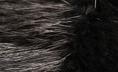 Arka plan dokusu, dekoratif süs, vahşi hayvan su kuşu kürkü, hindiba, Güney Amerika 'ya özgü, yarı su canlısı kemirgen gibi büyük bir kunduz.. 