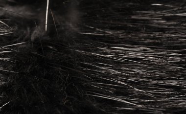 Arka plan dokusu, dekoratif süs, vahşi hayvan su kuşu kürkü, hindiba, Güney Amerika 'ya özgü, yarı su canlısı kemirgen gibi büyük bir kunduz.. 