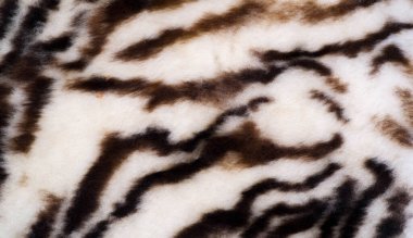 Doku, kürk, şekil. Leoparın altına boyanmış koyun derisi. üzerinde yün olan bir koyun derisi. dekorasyon veya koruma olarak, boya ile (bir şey) yüzeyini kapsayacak.