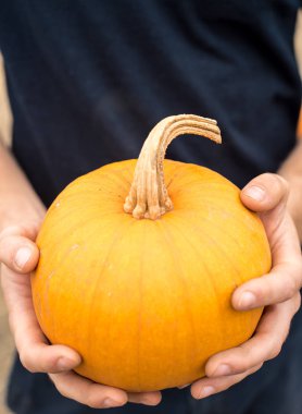 Taze kabak, sadece çekme, iki eller tarafından düzenlenen