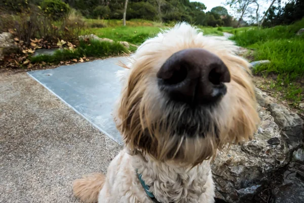 Inquisitive dog, sniffing the camera lens, comedic shot