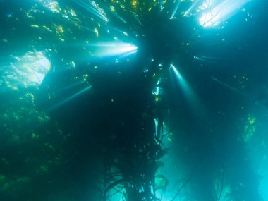 Kelp 'ten Gün Işığı