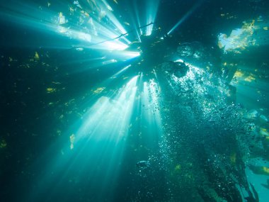 Güneş ışığı, Kelp ve Catalina