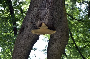 Zdrowie, koroby intymne, weneryczne.