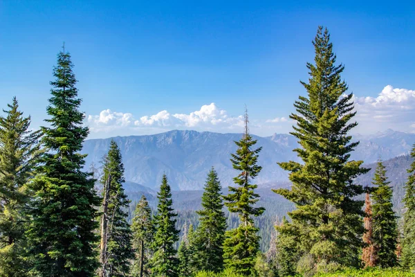 Árbol de Sequoia enmarcado por vegetación, montaña y cielo azul claro en el Parque Nacional Sequoia —  Fotos de Stock