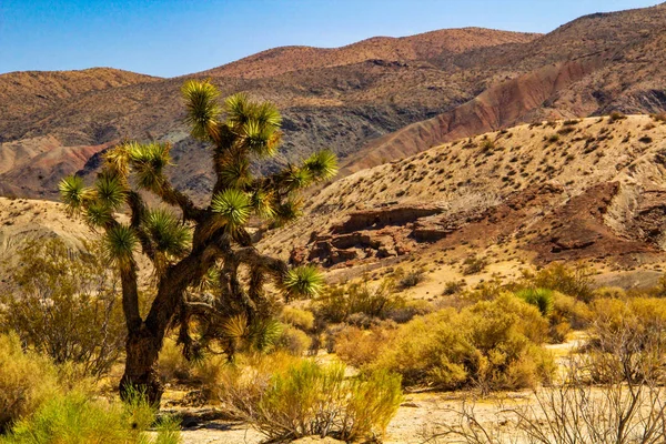 Rostlina yucca joshua tree Death valley v Kalifornii — Stock fotografie