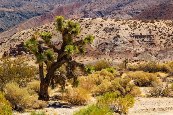 Rostlina yucca joshua tree Death valley v Kalifornii — Stock fotografie