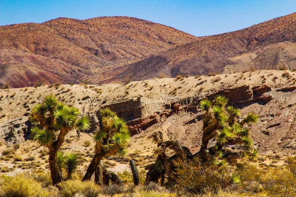 カリフォルニア州デスバレー ジョシュア ツリー ユッカ植物 — ストック写真