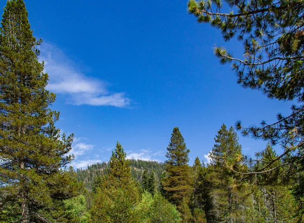 Sequoia fa keretes növényzet, a hegyi és a tiszta kék ég a Sequoia Nemzeti Park — Stock Fotó
