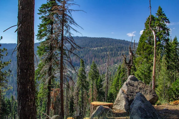 Sequoia árvore emoldurada por vegetação, montanha e céu azul claro no Parque Nacional Sequoia — Fotografia de Stock