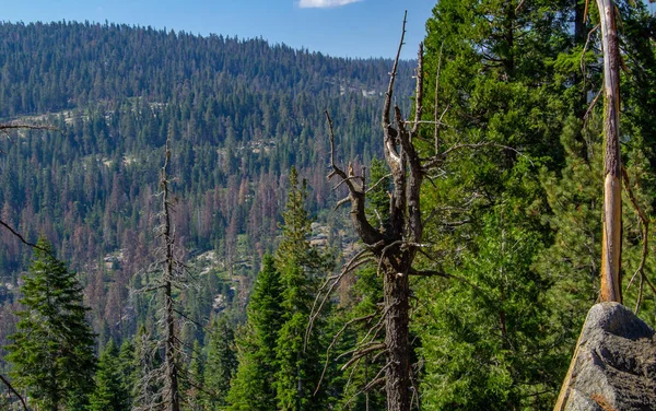 Árbol de Sequoia enmarcado por vegetación, montaña y cielo azul claro en el Parque Nacional Sequoia —  Fotos de Stock