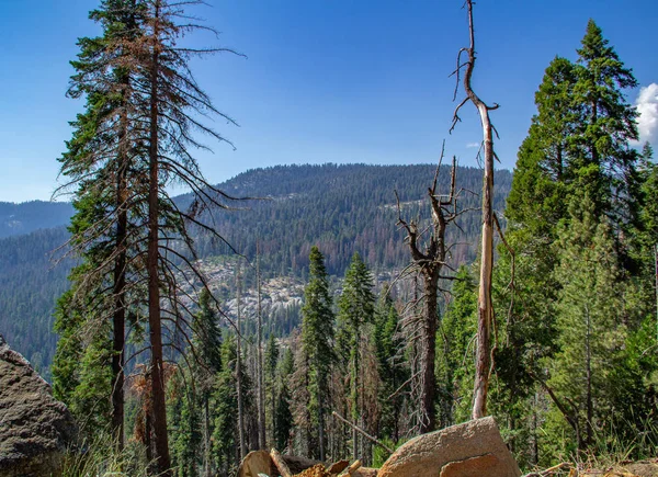 Árbol de Sequoia enmarcado por vegetación, montaña y cielo azul claro en el Parque Nacional Sequoia —  Fotos de Stock