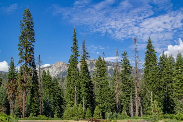 Árbol de Sequoia enmarcado por vegetación, montaña y cielo azul claro en el Parque Nacional Sequoia —  Fotos de Stock