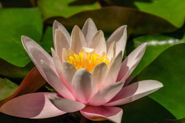 Güzel açık açık pembe nilüfer yakın çekim, alan bulanık bir derinliği ile, göl üzerinde yüzen. Romantizm, huzur, rahatlama kavramı